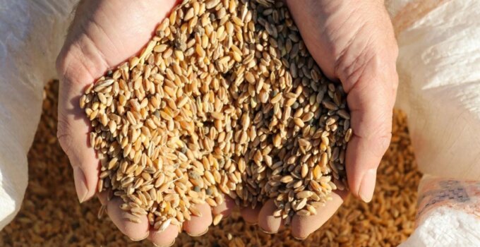 Gazipaşa Belediyesi Ata Tohumlarını Yaşatıyor