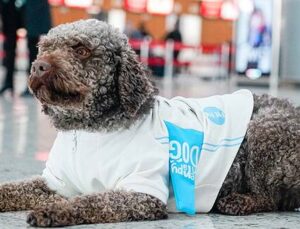 Stresli yolculara “Terapi Köpek Projesi” ile seyahat